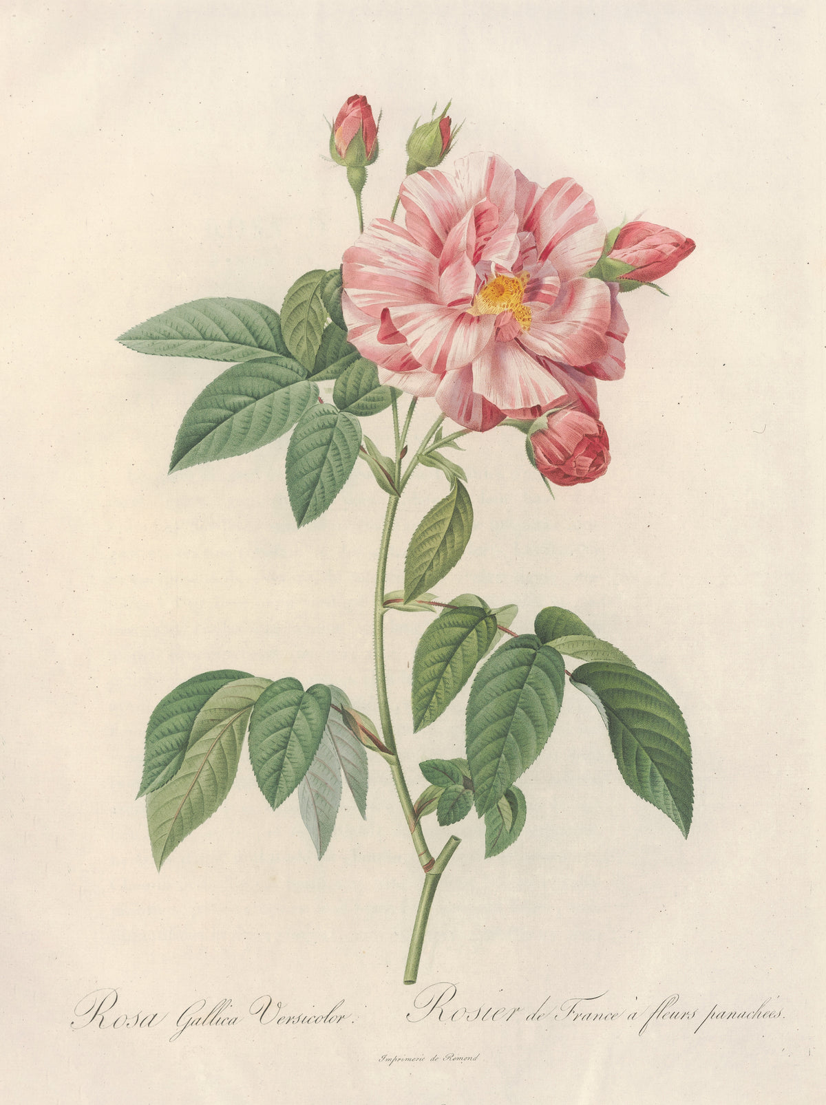 Les Roses: Rosa Gallica Versicolor by Pierre-Joseph Redouté — A pink and white striped rose with four buds on a slender stem