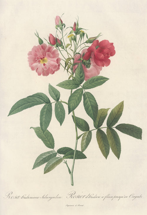 Les Roses: Rosa Hudsoniana Subcorymbosa by Pierre-Joseph Redouté — A pink and a crimson rose in a loose cluster of buds and long leaves