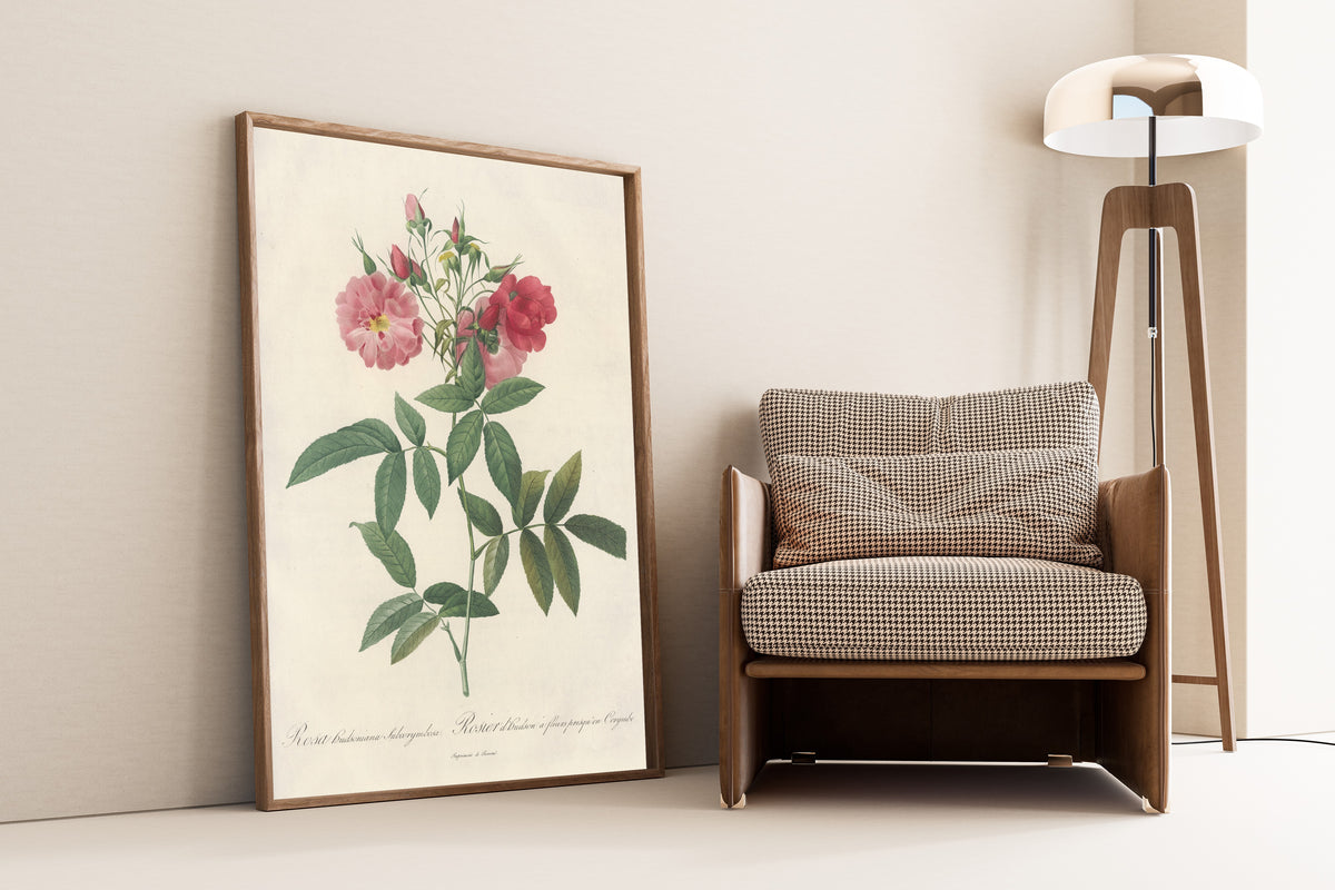 Framed art print of Les Roses: Rosa Hudsoniana Subcorymbosa by Pierre-Joseph Redouté, leaning against a wall beside an armchair and a floor lamp