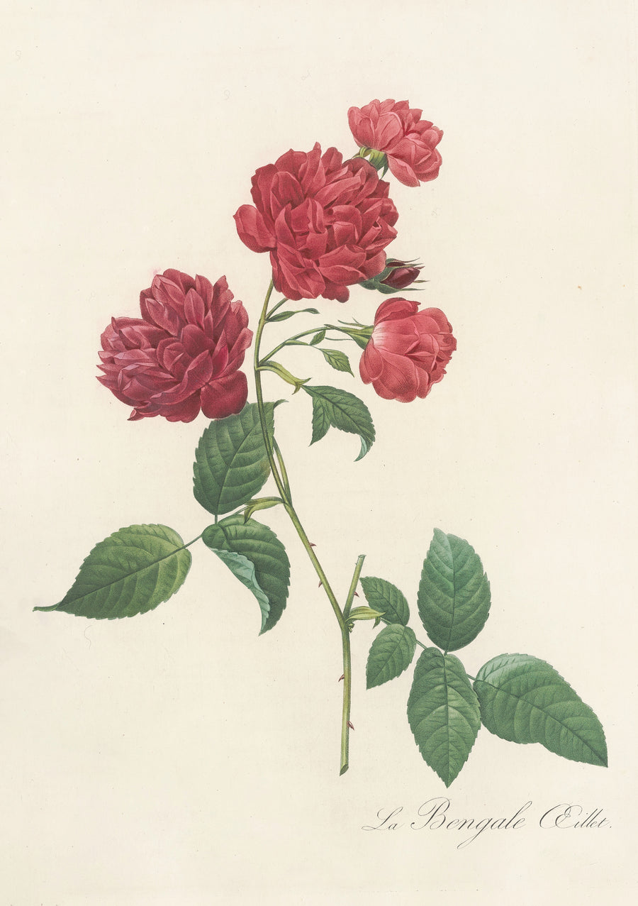 Pierre-Joseph Redouté — Les Roses: Rosa Indica Caryophyllea | Botanical Illustration Print shown to scale on a wall above a sofa