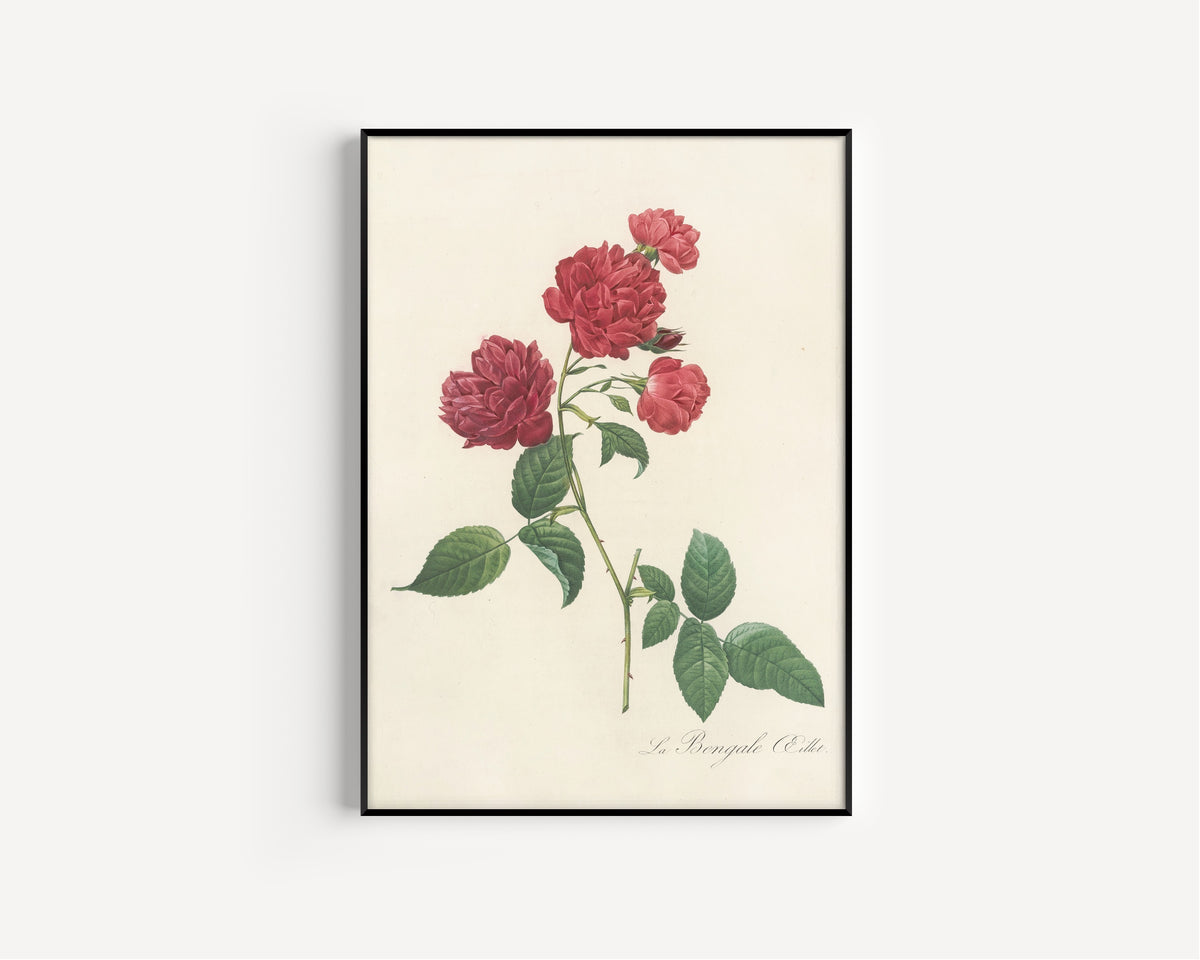 Framed art print of Les Roses: Rosa Indica Caryophyllea by Pierre-Joseph Redouté, in a slim black frame on a plain white wall