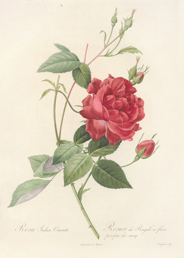 Pierre-Joseph Redouté — Les Roses: Rosa Indica Cruenta | Botanical Illustration Print