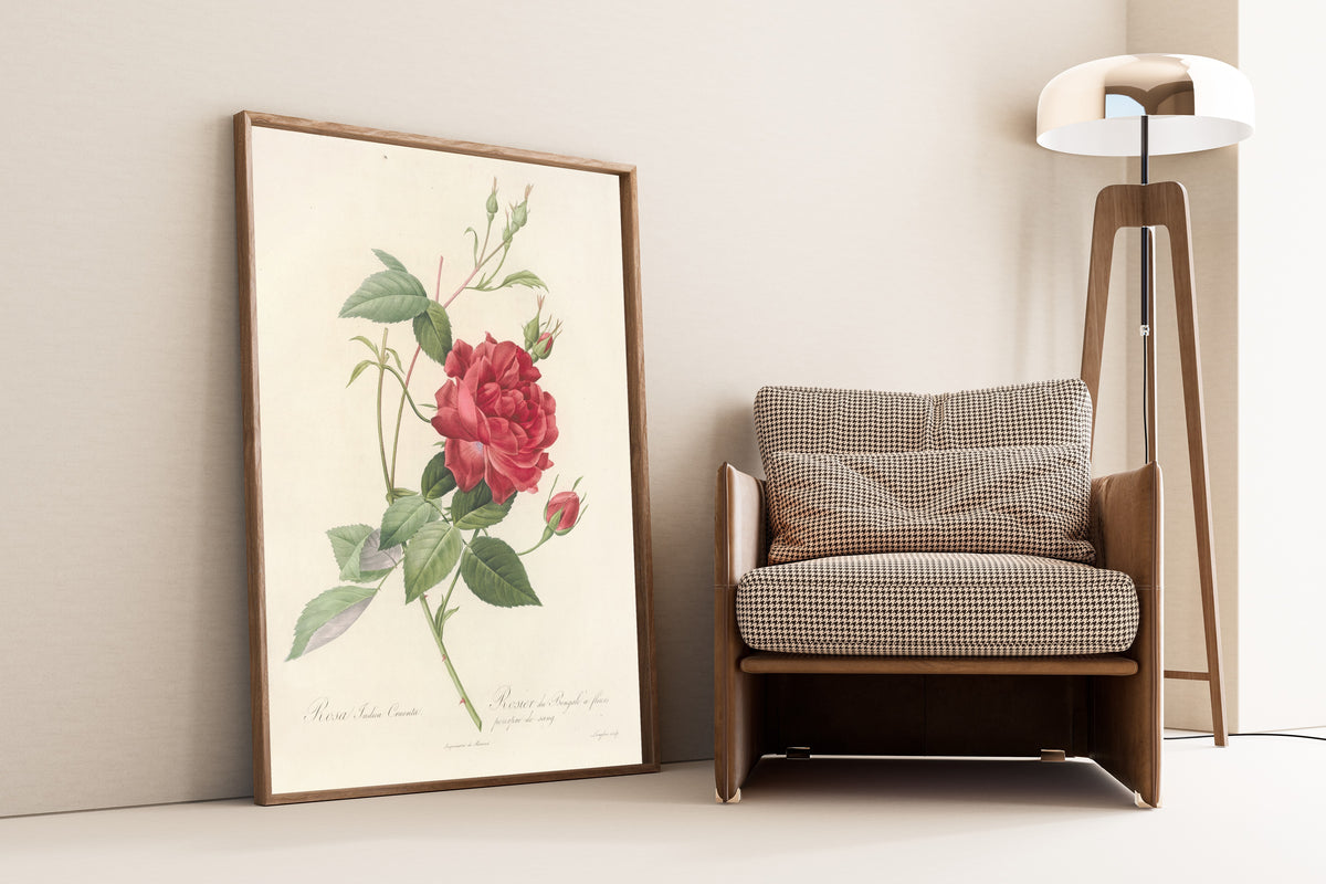 Pierre-Joseph Redouté — Les Roses: Rosa Indica Cruenta | Botanical Illustration Print