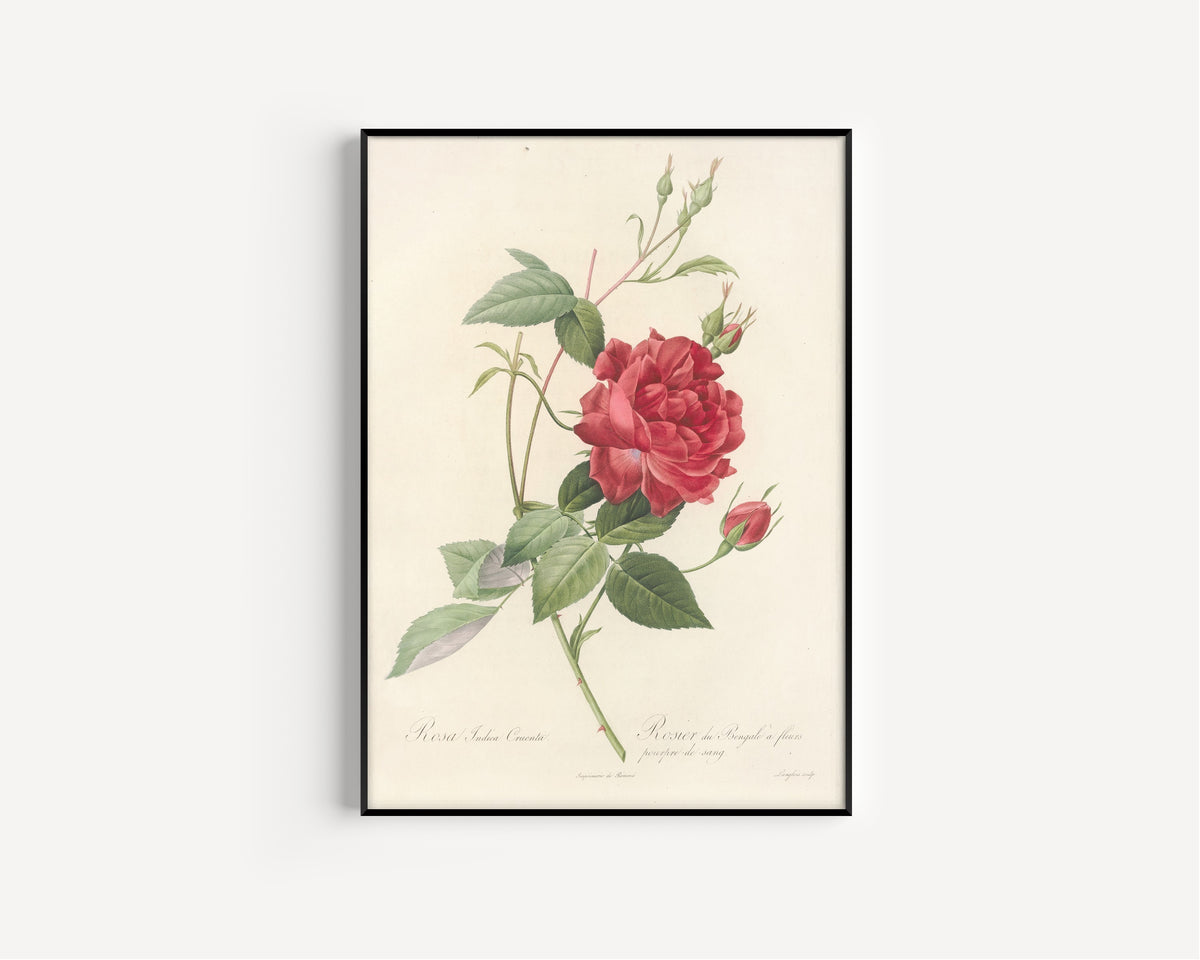 Pierre-Joseph Redouté — Les Roses: Rosa Indica Cruenta | Botanical Illustration Print
