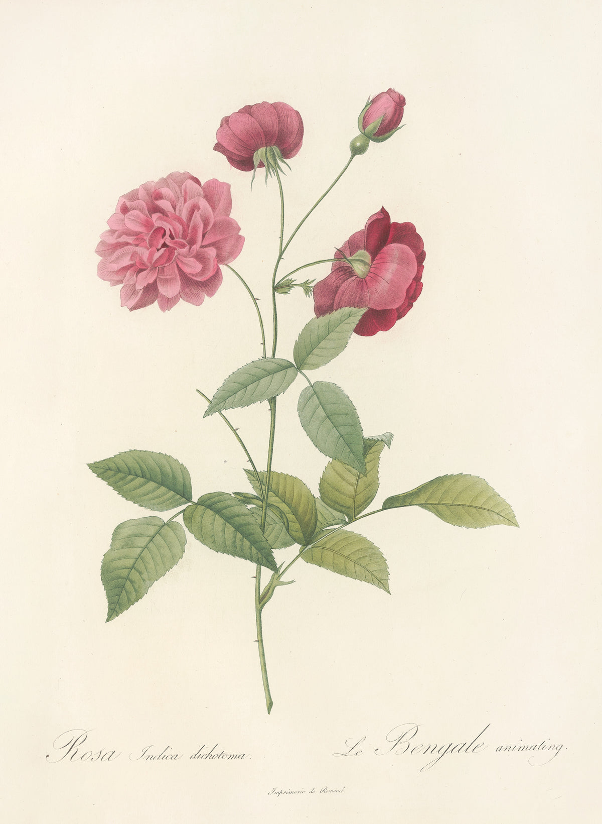 Les Roses: Rosa Indica Dichotoma by Pierre-Joseph Redouté — A pink double rose and two crimson blooms on a slender green stem