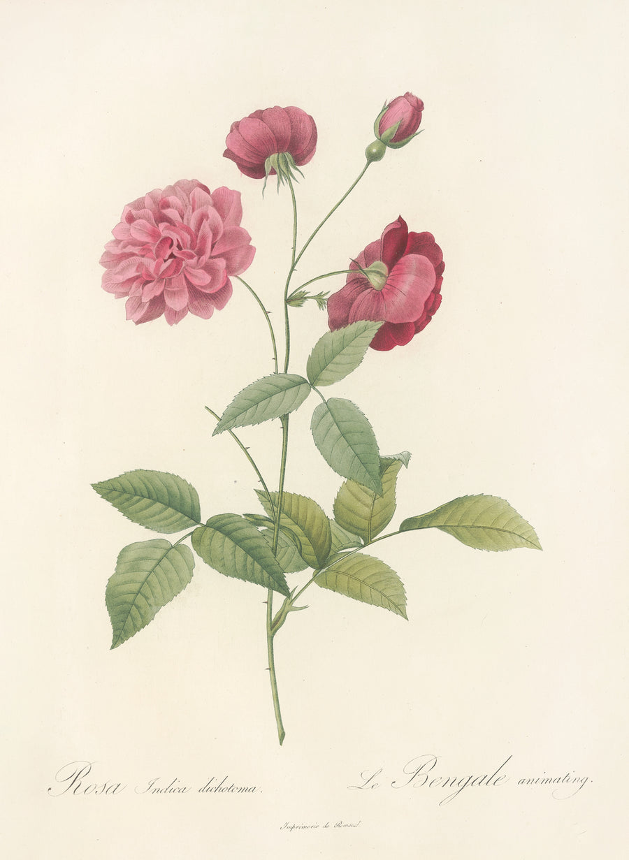 Pierre-Joseph Redouté — Les Roses: Rosa Indica Dichotoma | Botanical Illustration Print shown to scale on a wall above a sofa