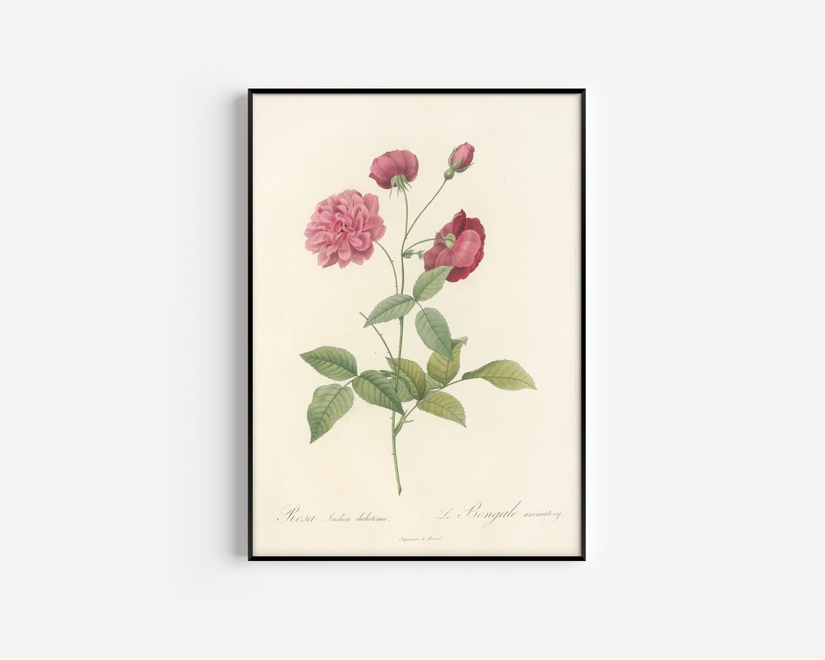 Framed art print of Les Roses: Rosa Indica Dichotoma by Pierre-Joseph Redouté, in a slim black frame on a plain white wall