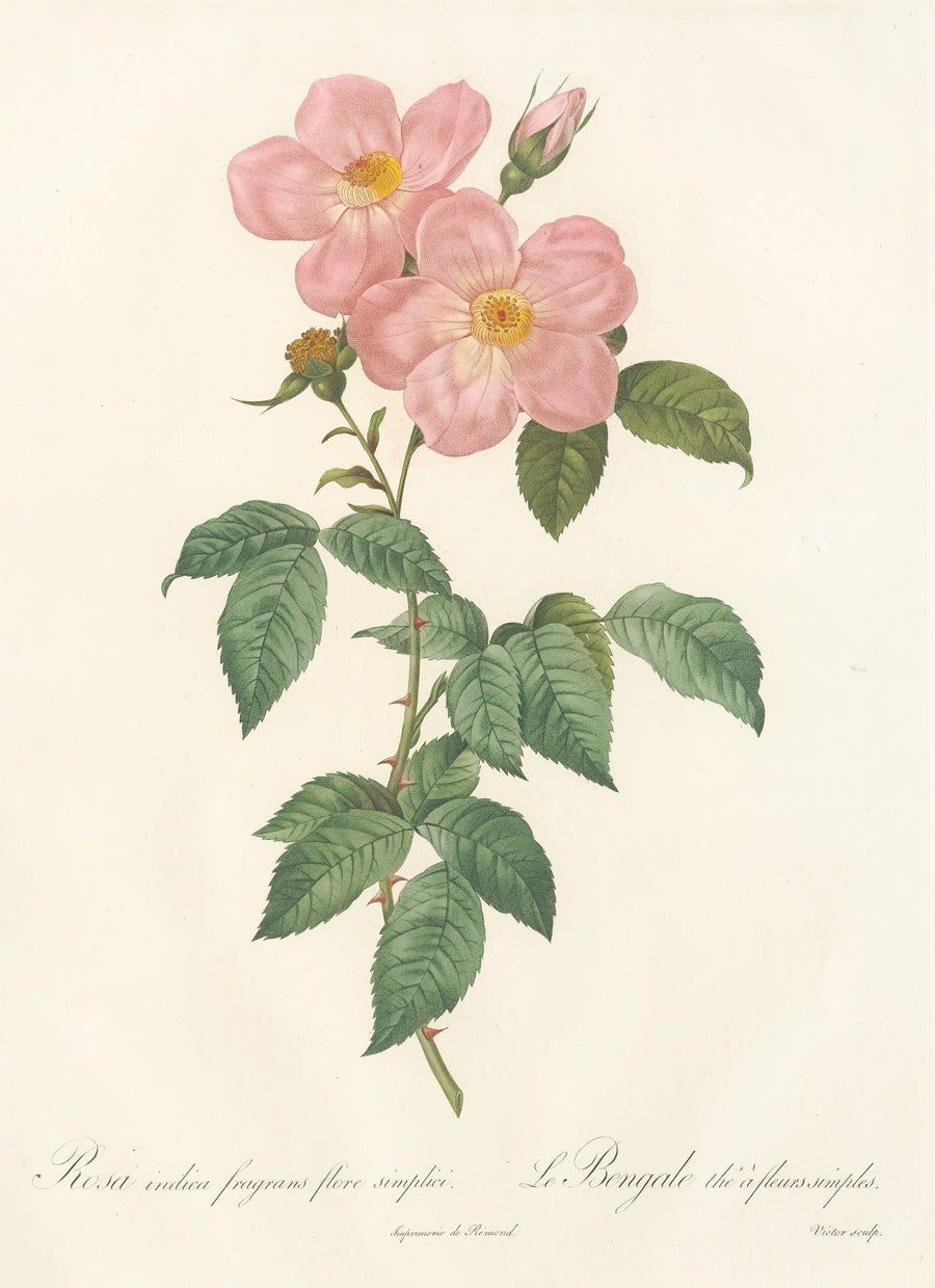 Pierre-Joseph Redouté — Les Roses: Rosa Indica Fragrans Flore Simplici | Botanical Illustration Print shown to scale on a wall above a sofa