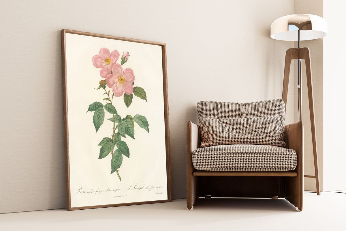 Framed art print of Les Roses: Rosa Indica Fragrans Flore Simplici by Pierre-Joseph Redouté, leaning against a wall beside an armchair and a floor lamp