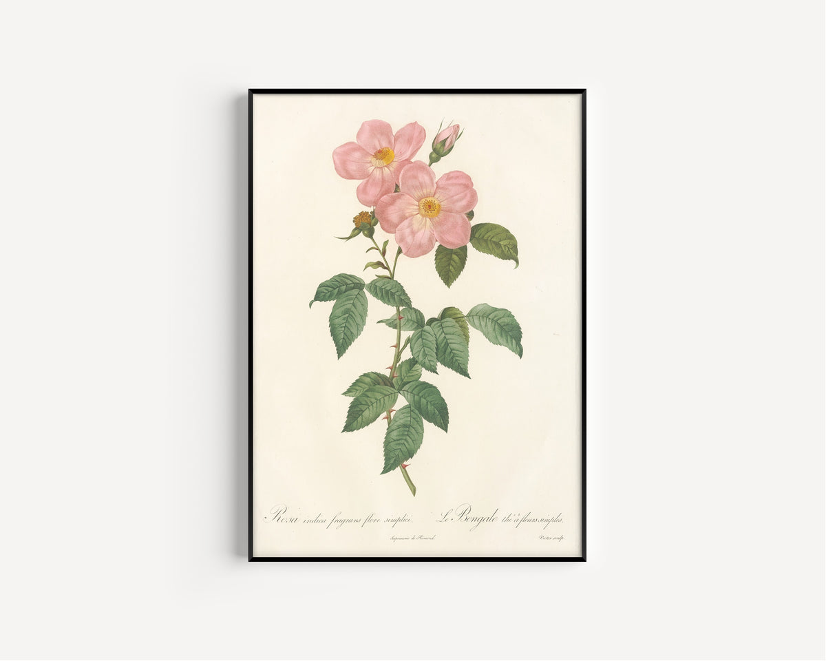 Framed art print of Les Roses: Rosa Indica Fragrans Flore Simplici by Pierre-Joseph Redouté, in a slim black frame on a plain white wall