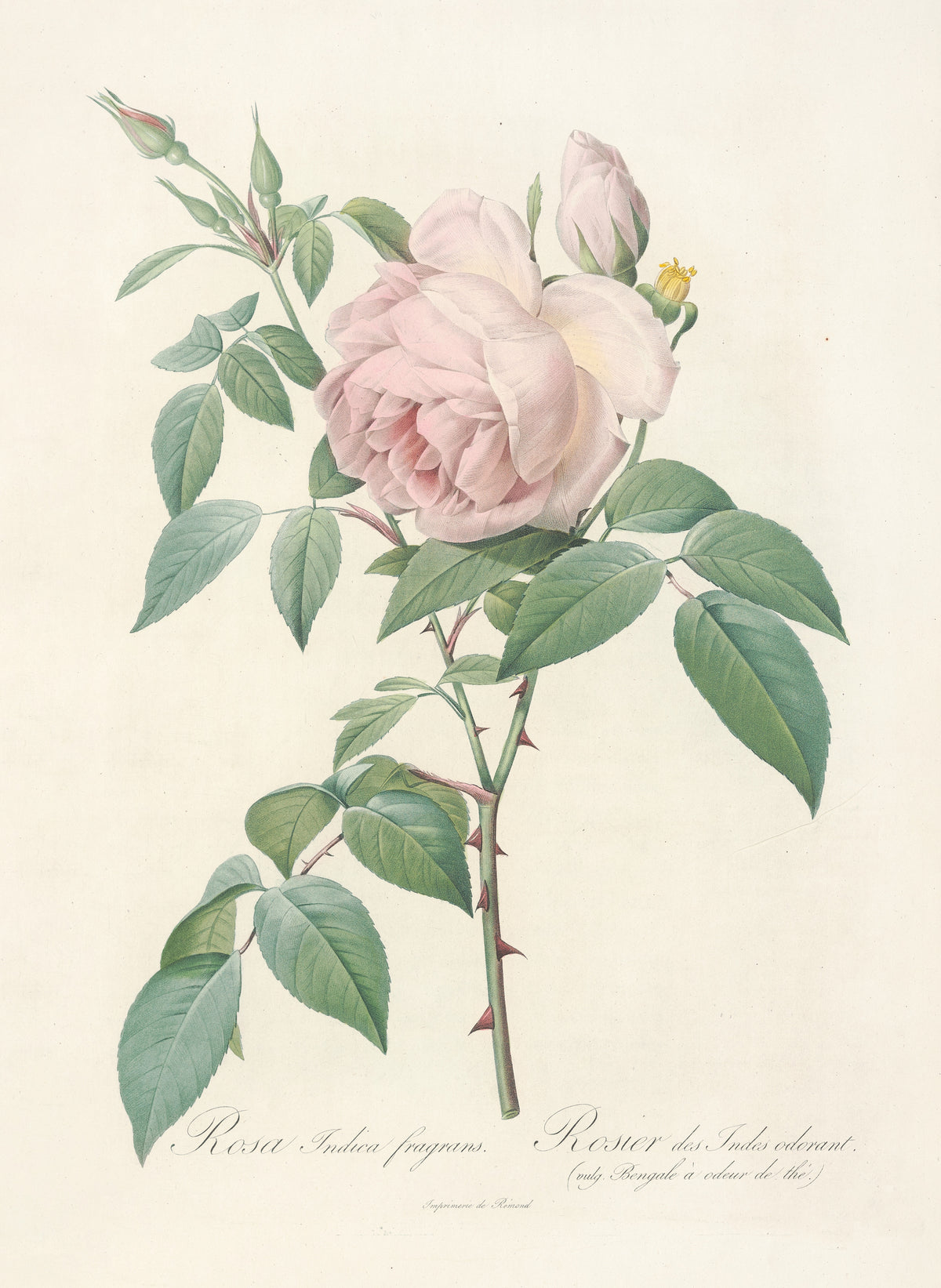 Les Roses: Rosa Indica Fragrans by Pierre-Joseph Redouté — A large blush-pink double rose beside a pale pink bud