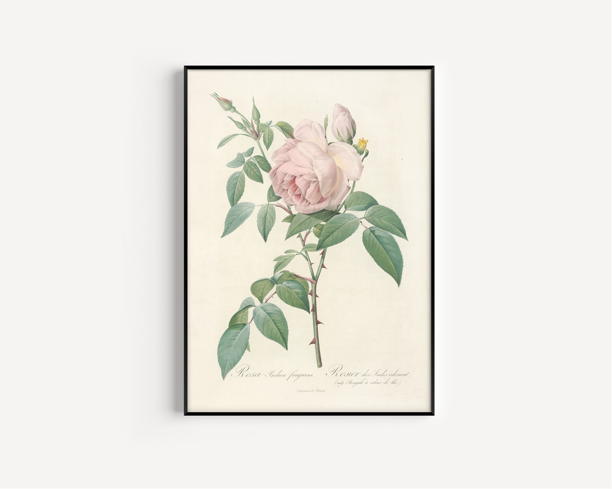 Framed art print of Les Roses: Rosa Indica Fragrans by Pierre-Joseph Redouté, in a slim black frame on a plain white wall