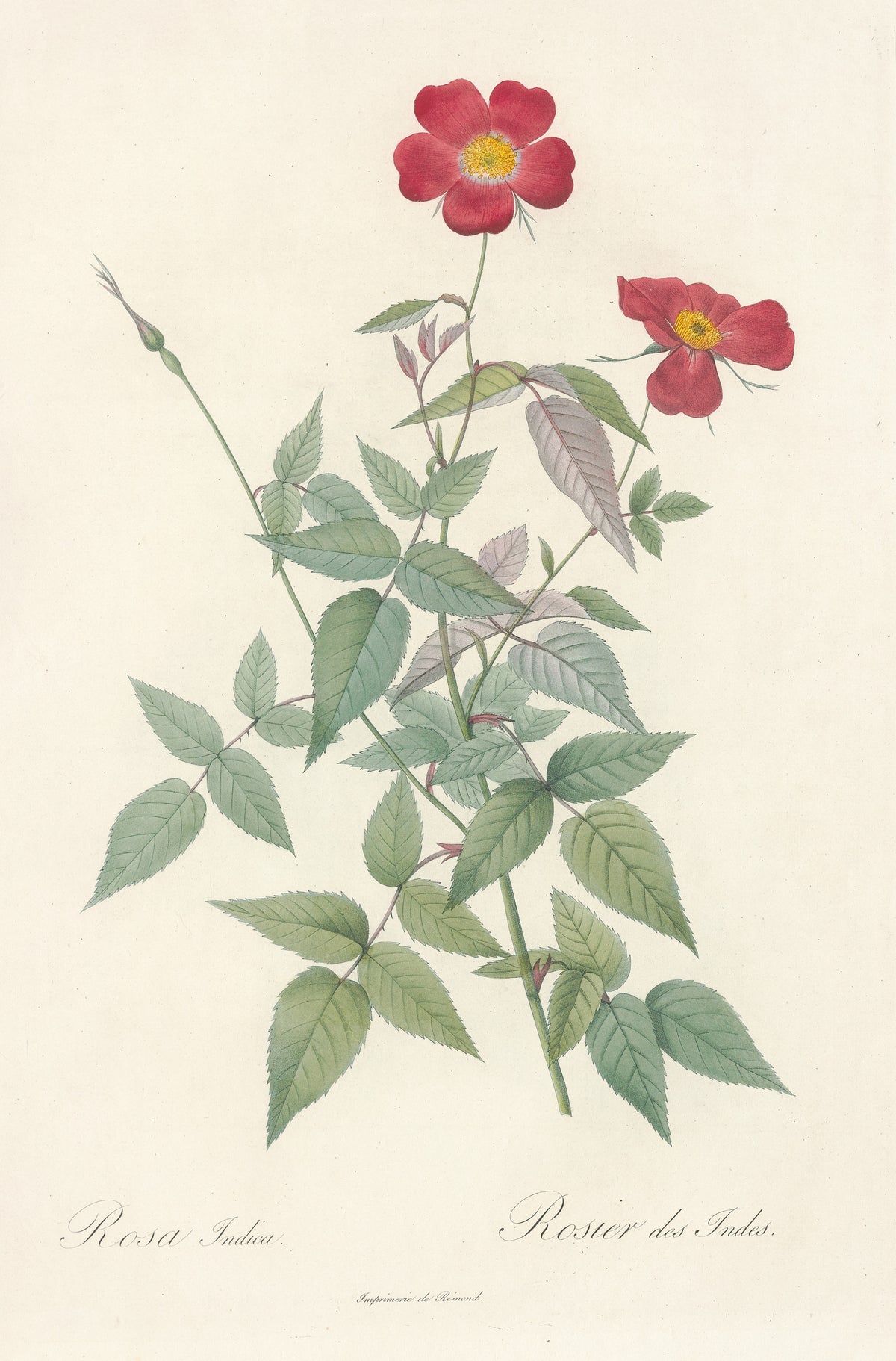 Les Roses: Rosa Indica (Rosier des Indes) by Pierre-Joseph Redouté — Two crimson single roses with yellow centres on a slender branch