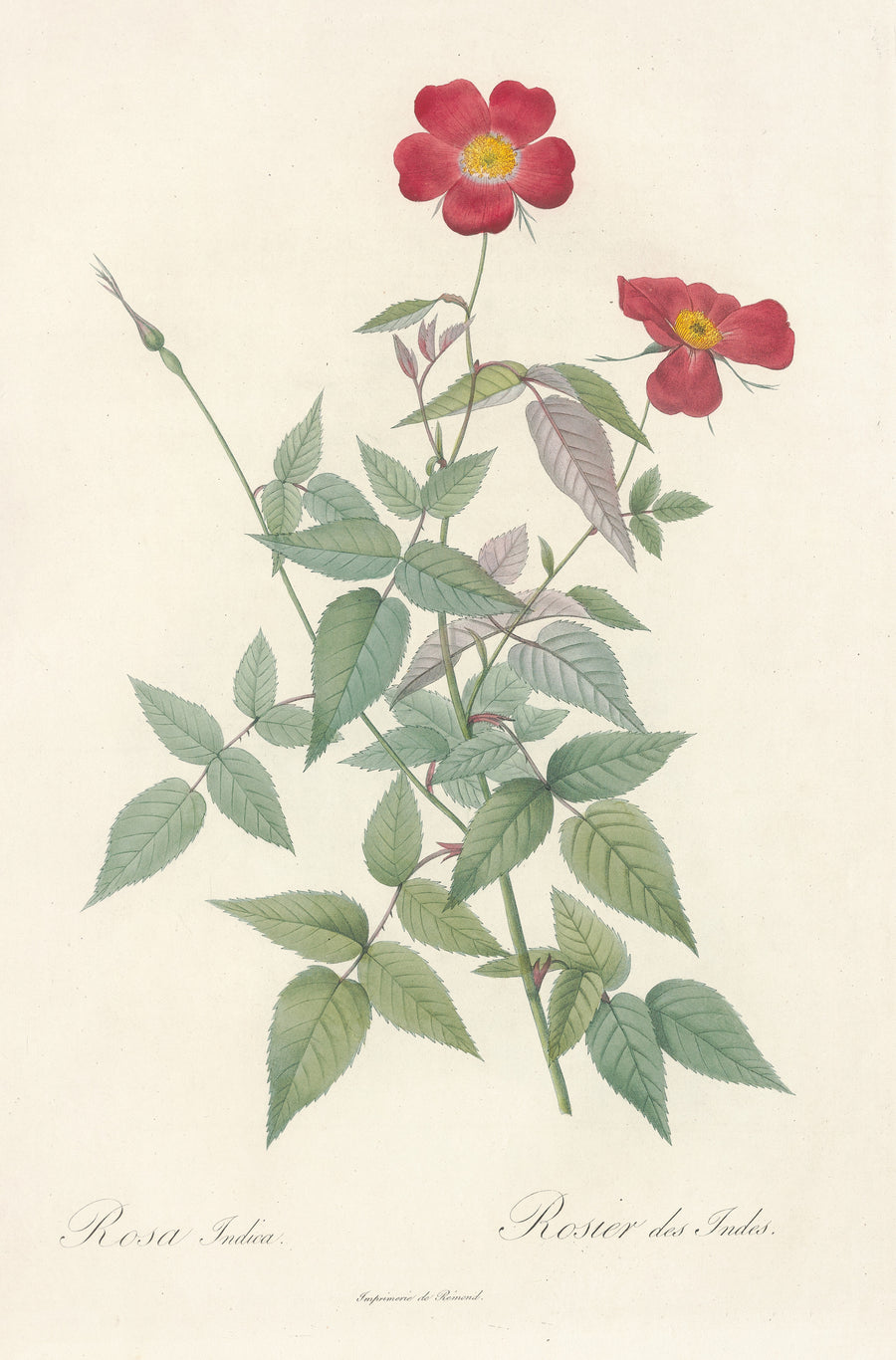 Pierre-Joseph Redouté — Les Roses: Rosa Indica (Rosier des Indes) | Botanical Illustration Print shown to scale on a wall above a sofa
