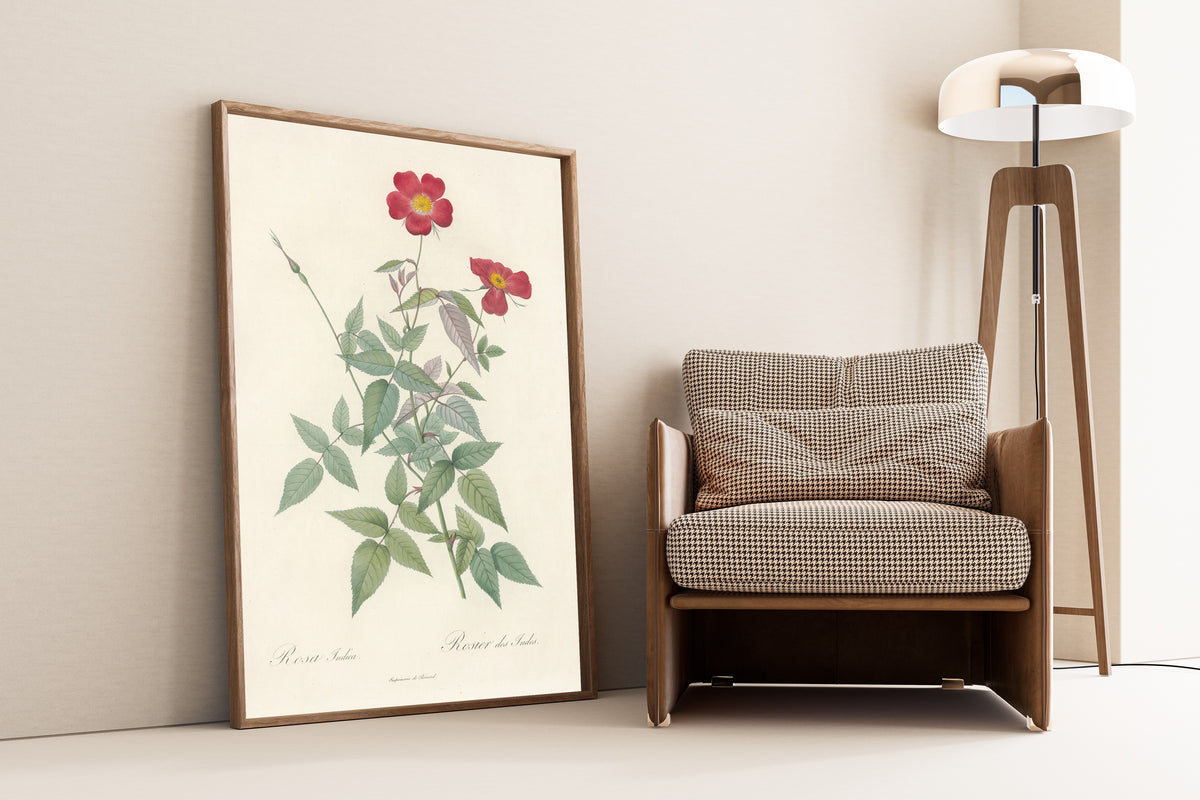 Framed art print of Les Roses: Rosa Indica (Rosier des Indes) by Pierre-Joseph Redouté, leaning against a wall beside an armchair and a floor lamp