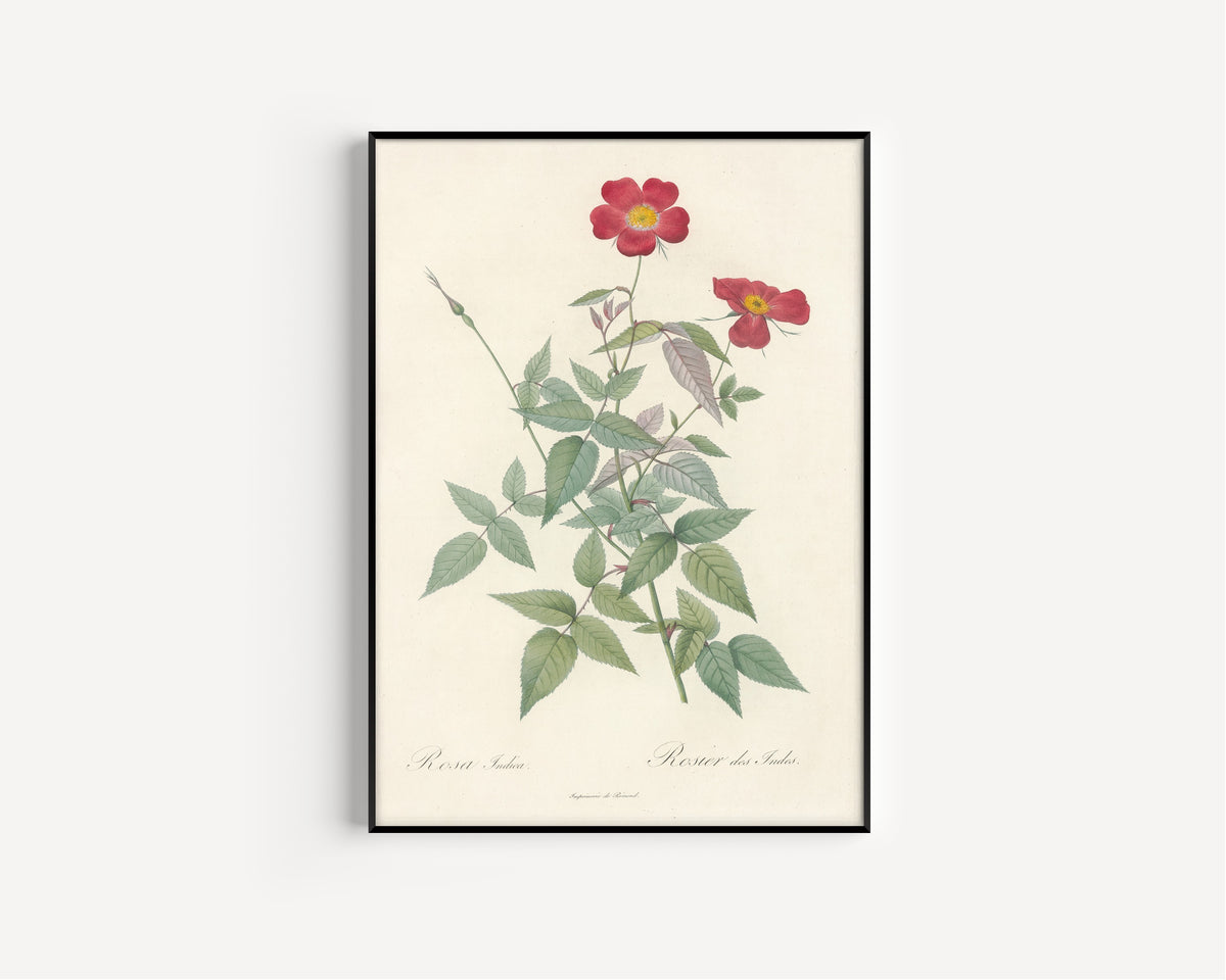 Framed art print of Les Roses: Rosa Indica (Rosier des Indes) by Pierre-Joseph Redouté, in a slim black frame on a plain white wall