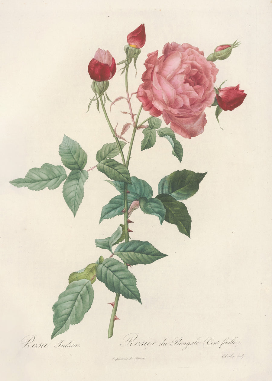 Pierre-Joseph Redouté — Les Roses: Rosa Indica (Rosier du Bengale Cent-feuilles) | Botanical Illustration Print shown to scale on a wall above a sofa