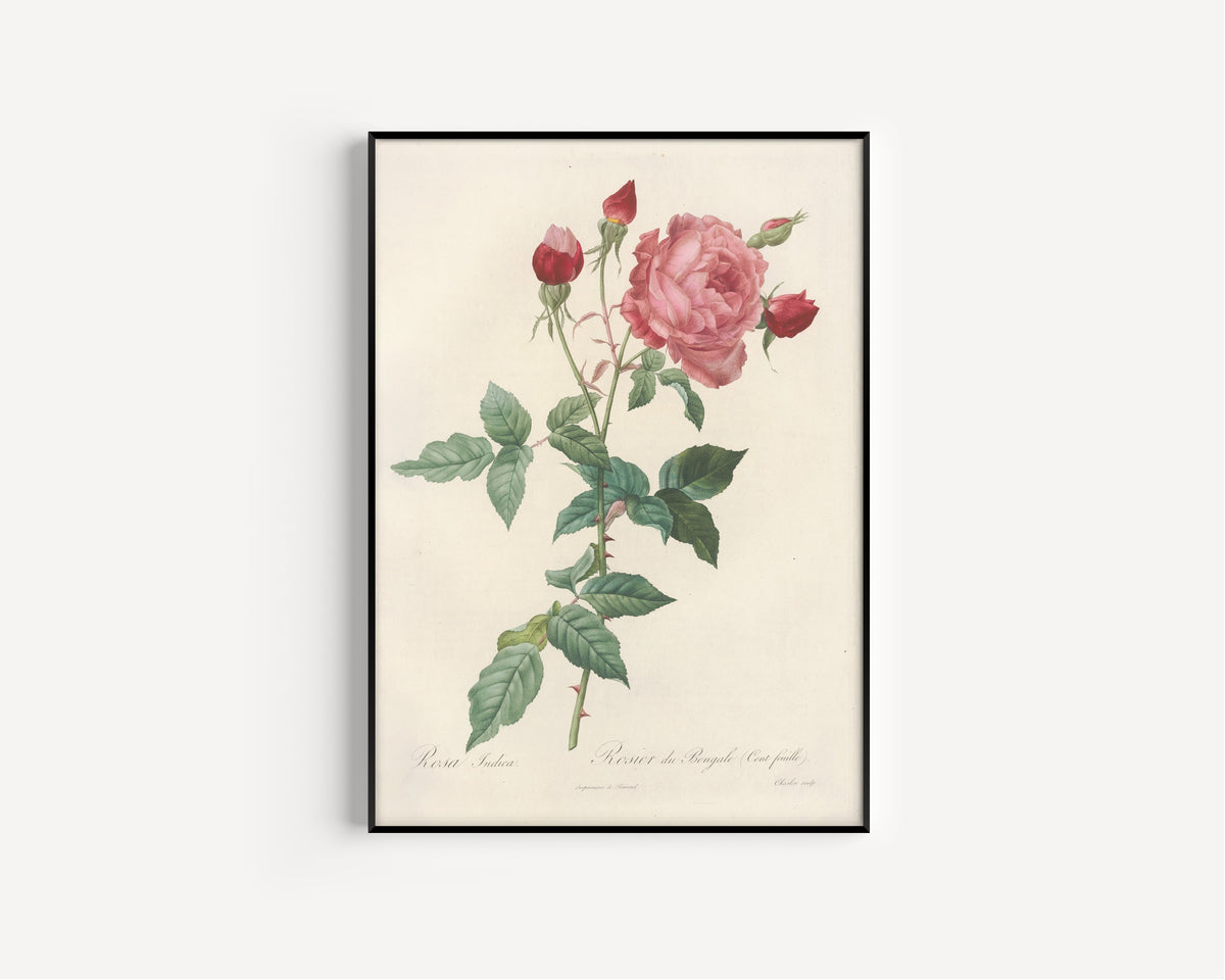 Framed art print of Les Roses: Rosa Indica (Rosier du Bengale Cent-feuilles) by Pierre-Joseph Redouté, in a slim black frame on a plain white wall