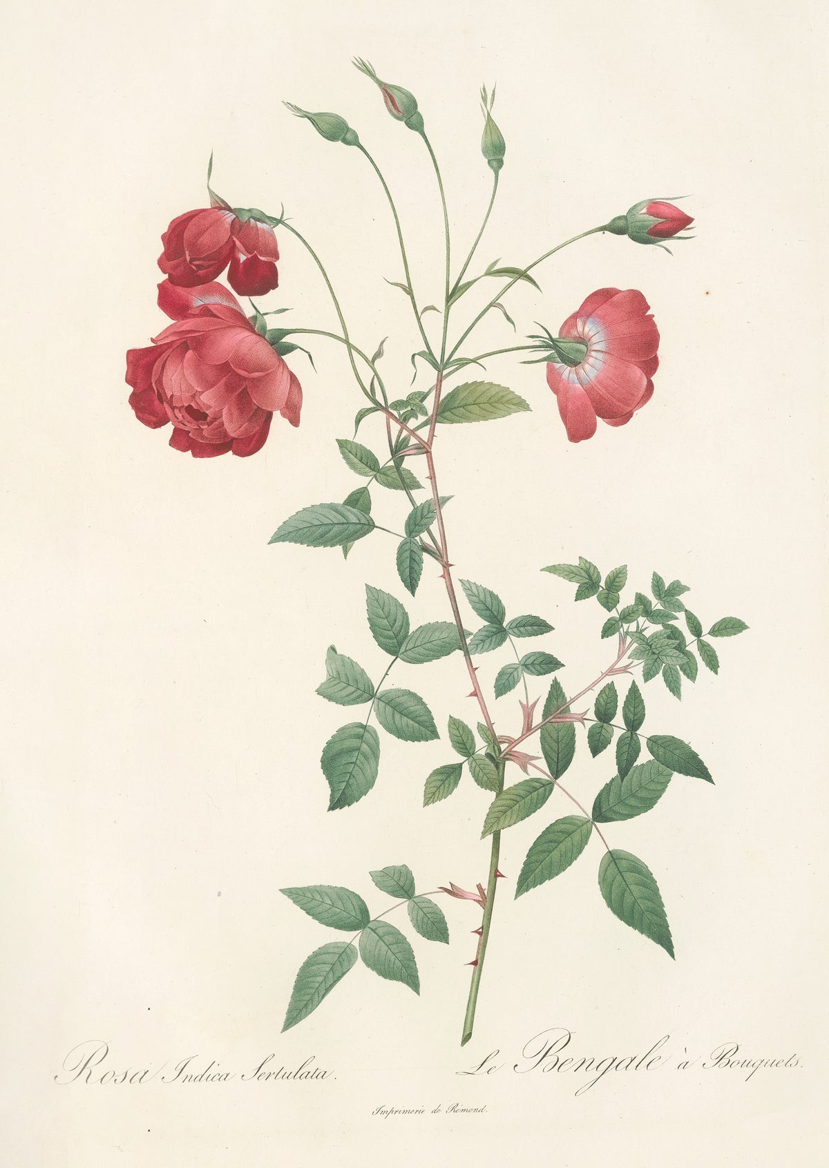 Les Roses: Rosa Indica Sertulata by Pierre-Joseph Redouté — Crimson roses nodding on slender stalks above fine green leaflets