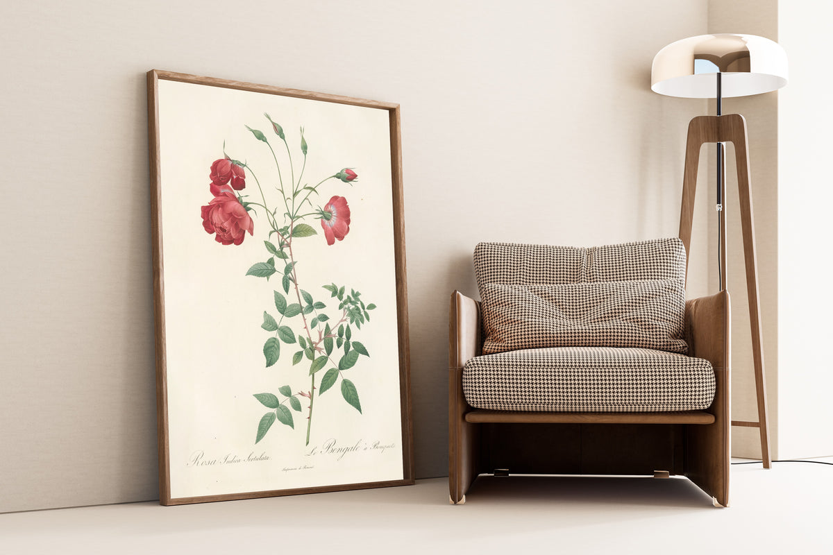 Framed art print of Les Roses: Rosa Indica Sertulata by Pierre-Joseph Redouté, leaning against a wall beside an armchair and a floor lamp