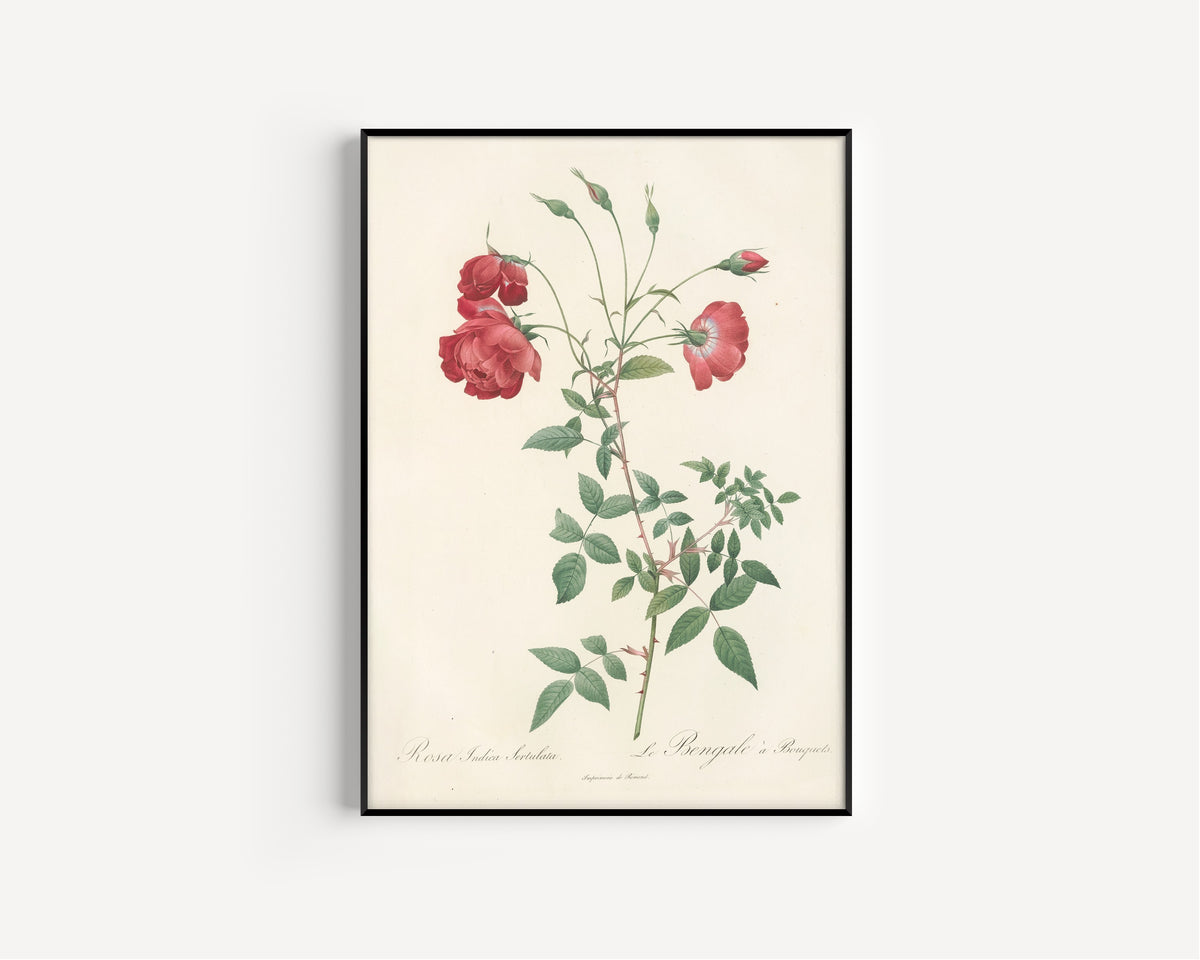 Framed art print of Les Roses: Rosa Indica Sertulata by Pierre-Joseph Redouté, in a slim black frame on a plain white wall