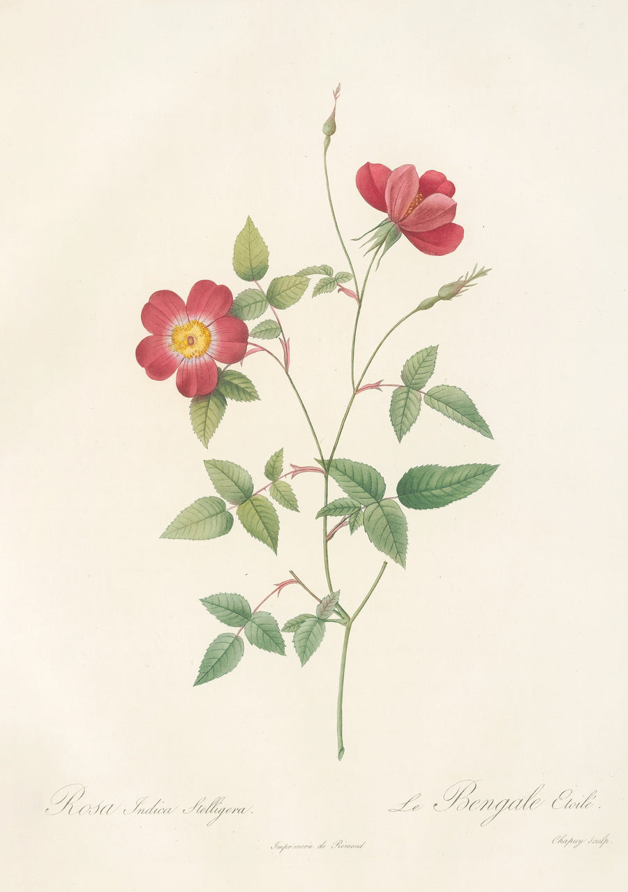 Pierre-Joseph Redouté — Les Roses: Rosa Indica Stelligera | Botanical Illustration Print shown to scale on a wall above a sofa