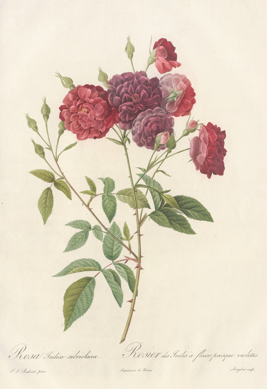 Pierre-Joseph Redouté — Les Roses: Rosa Indica Subviolacea | Botanical Illustration Print shown to scale on a wall above a sofa