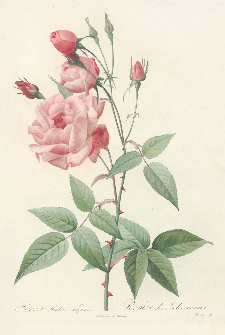Pierre-Joseph Redouté — Les Roses: Rosa Indica Vulgaris | Botanical Illustration Print shown to scale on a wall above a sofa