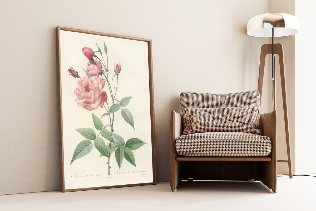 Framed art print of Les Roses: Rosa Indica Vulgaris by Pierre-Joseph Redouté, leaning against a wall beside an armchair and a floor lamp