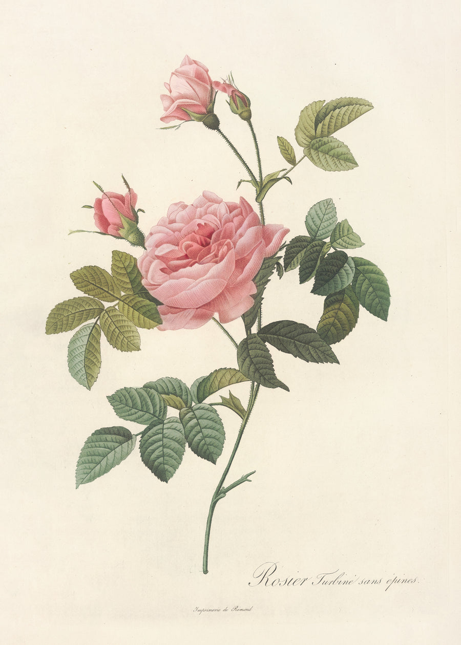 Pierre-Joseph Redouté — Les Roses: Rosa Inermis | Botanical Illustration Print shown to scale on a wall above a sofa