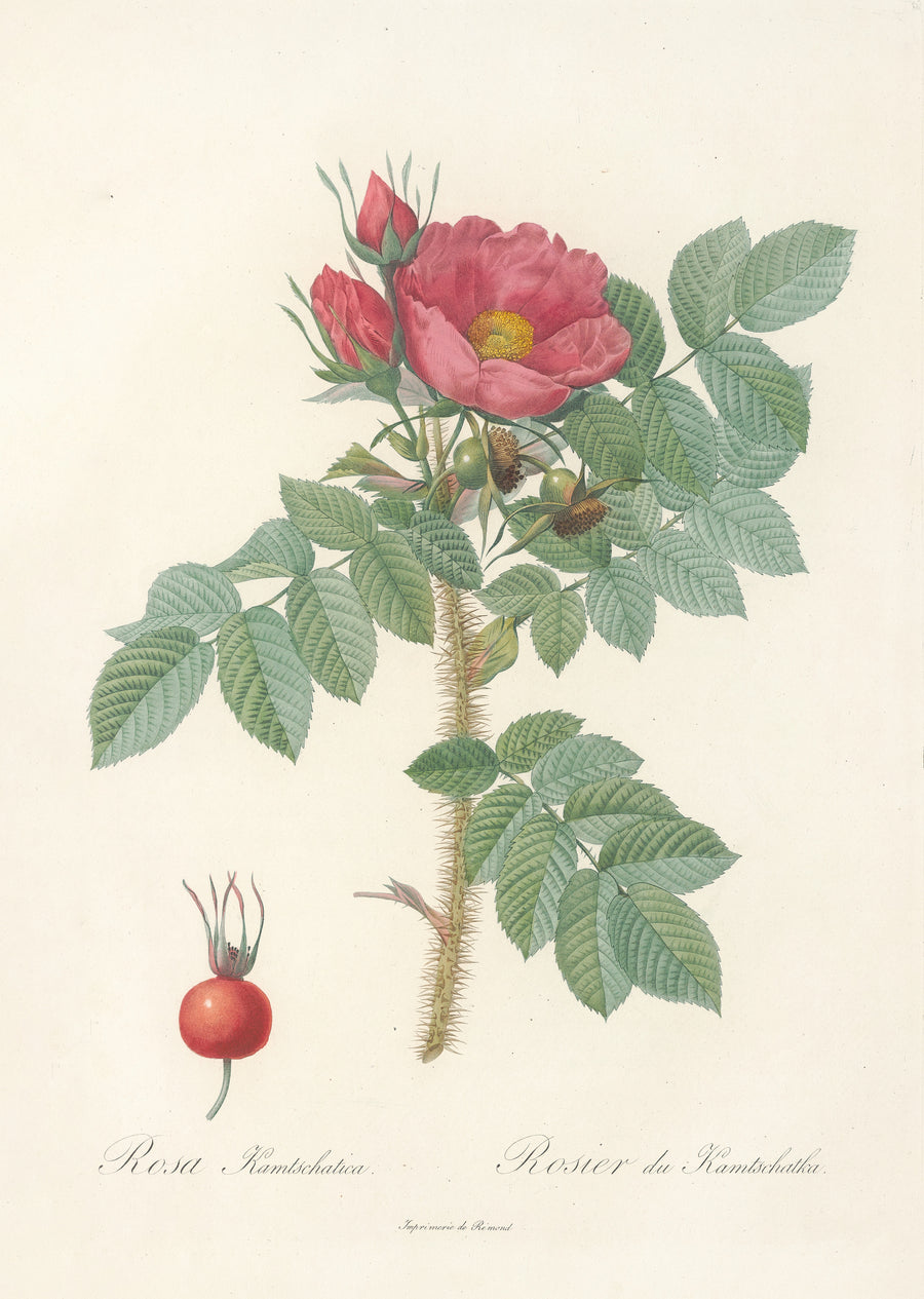 Pierre-Joseph Redouté — Les Roses: Rosa Kamtschatica | Botanical Illustration Print shown to scale on a wall above a sofa