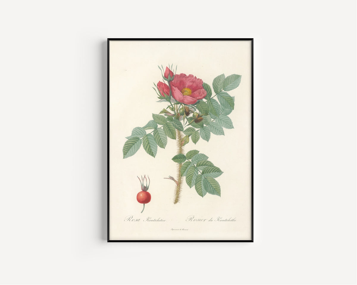 Framed art print of Les Roses: Rosa Kamtschatica by Pierre-Joseph Redouté, in a slim black frame on a plain white wall