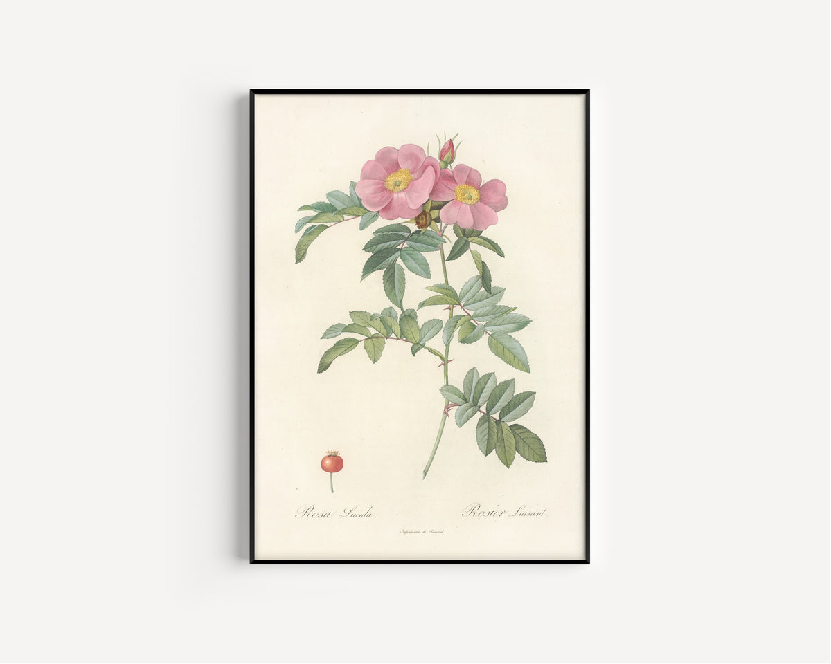 Framed art print of Les Roses: Rosa Lucida by Pierre-Joseph Redouté, in a slim black frame on a plain white wall