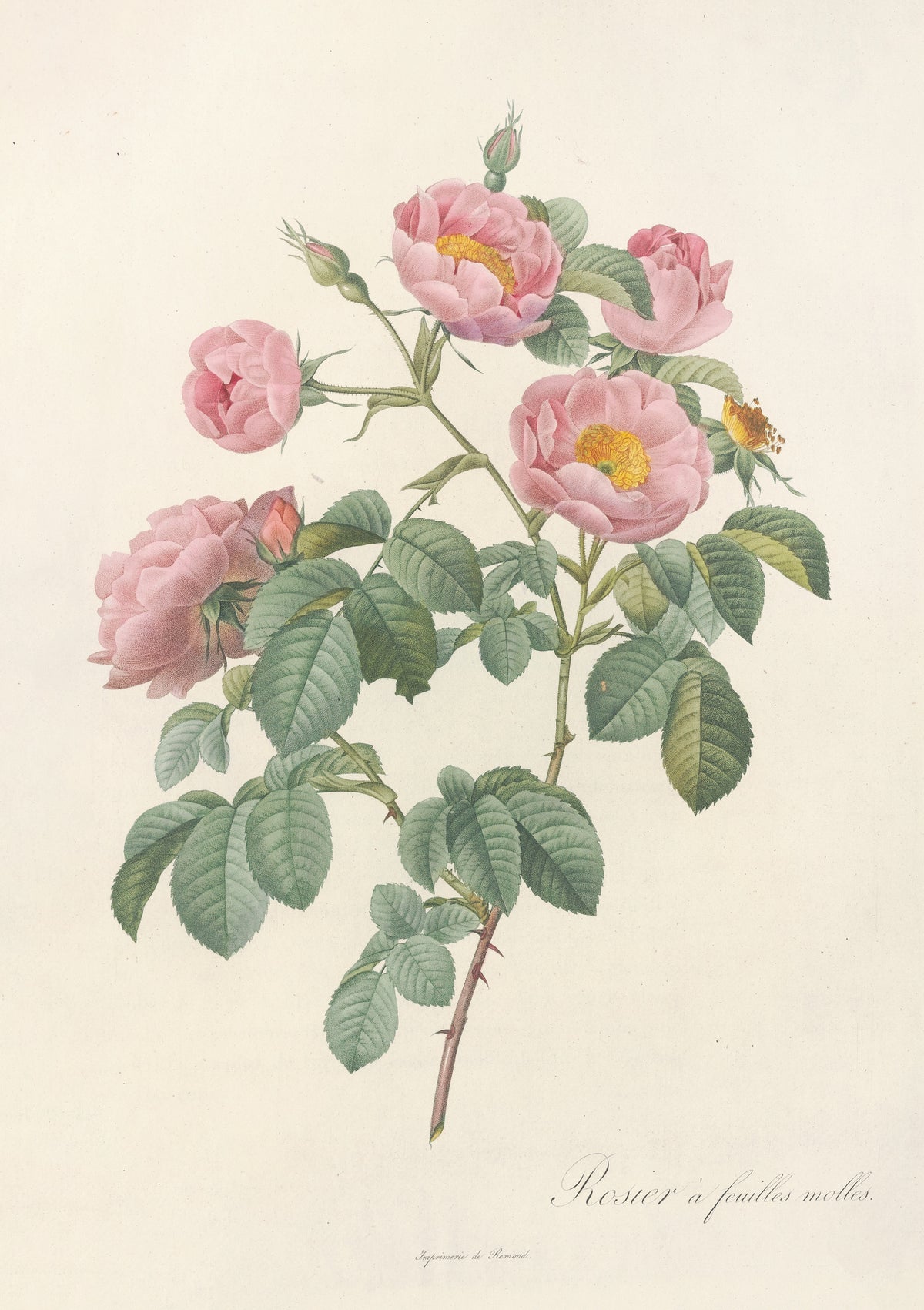 Les Roses: Rosa Mollissima Flore Submultiplici by Pierre-Joseph Redouté — Five soft pink roses in different stages of opening on one stem