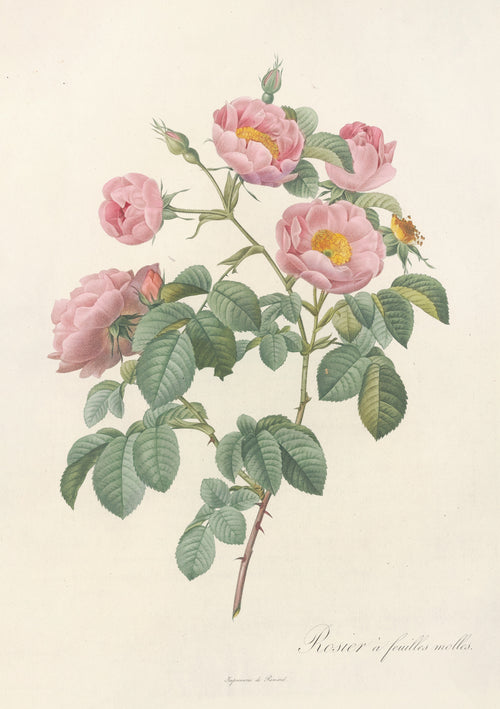 Les Roses: Rosa Mollissima Flore Submultiplici by Pierre-Joseph Redouté — Five soft pink roses in different stages of opening on one stem