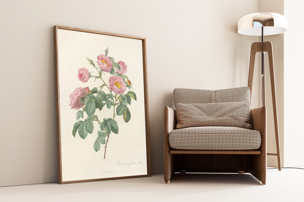 Framed art print of Les Roses: Rosa Mollissima Flore Submultiplici by Pierre-Joseph Redouté, leaning against a wall beside an armchair and a floor lamp