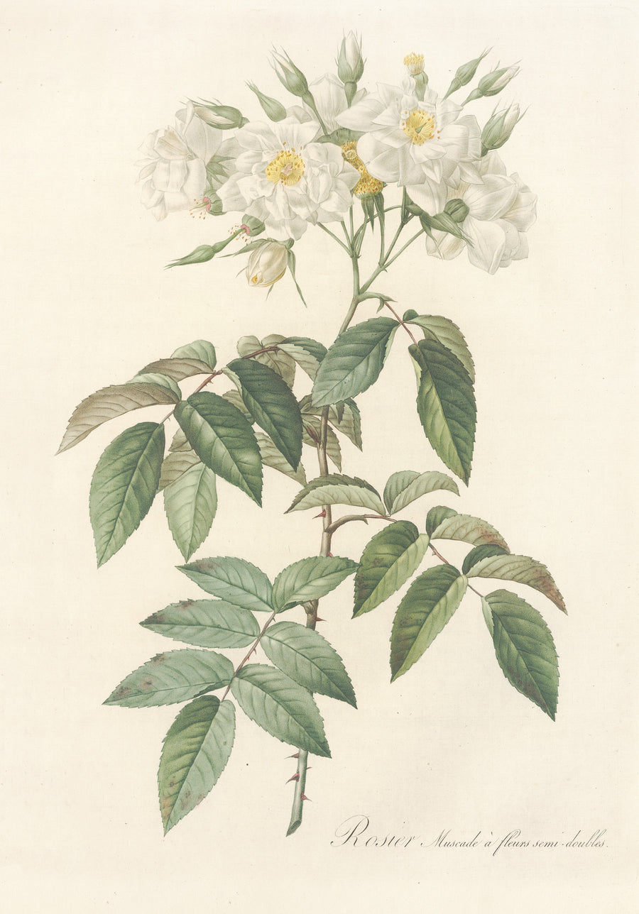 Pierre-Joseph Redouté — Les Roses: Rosa Moschata Flore Semi-Pleno | Botanical Illustration Print shown to scale on a wall above a sofa