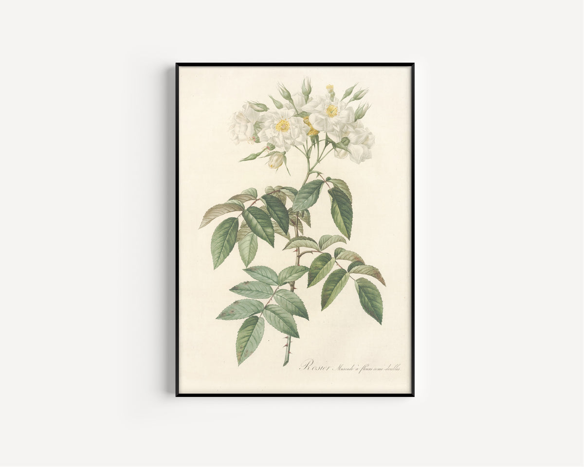 Framed art print of Les Roses: Rosa Moschata Flore Semi-Pleno by Pierre-Joseph Redouté, in a slim black frame on a plain white wall