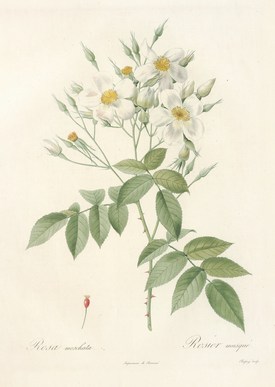 Pierre-Joseph Redouté — Les Roses: Rosa Moschata | Botanical Illustration Print shown to scale on a wall above a sofa
