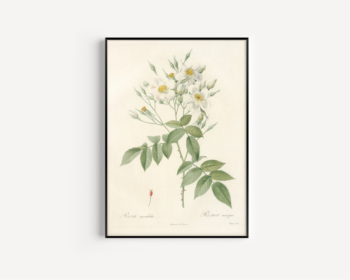 Framed art print of Les Roses: Rosa Moschata by Pierre-Joseph Redouté, in a slim black frame on a plain white wall