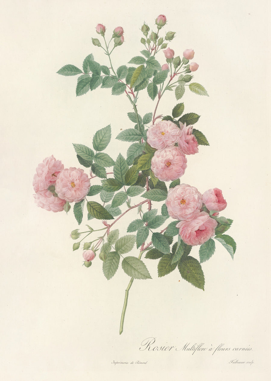 Pierre-Joseph Redouté — Les Roses: Rosa Multiflora Carnea | Botanical Illustration Print shown to scale on a wall above a sofa