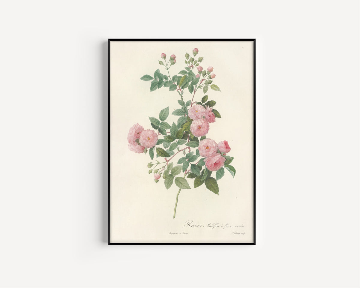 Framed art print of Les Roses: Rosa Multiflora Carnea by Pierre-Joseph Redouté, in a slim black frame on a plain white wall