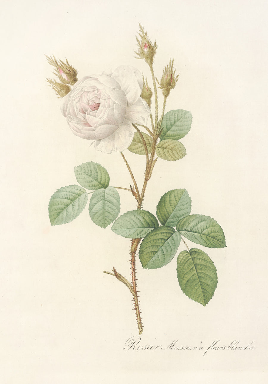 Pierre-Joseph Redouté — Les Roses: Rosa Muscosa Alba | Botanical Illustration Print shown to scale on a wall above a sofa