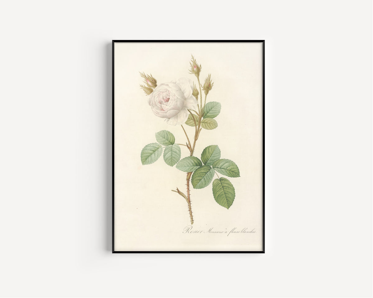 Framed art print of Les Roses: Rosa Muscosa Alba by Pierre-Joseph Redouté, in a slim black frame on a plain white wall