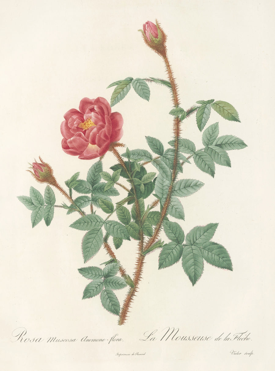 Pierre-Joseph Redouté — Les Roses: Rosa Muscosa Anemone-Flora | Botanical Illustration Print shown to scale on a wall above a sofa