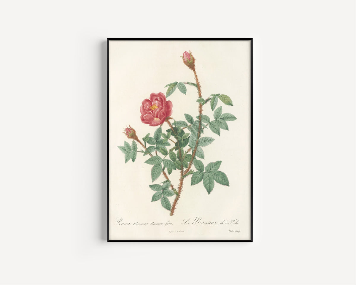 Framed art print of Les Roses: Rosa Muscosa Anemone-Flora by Pierre-Joseph Redouté, in a slim black frame on a plain white wall