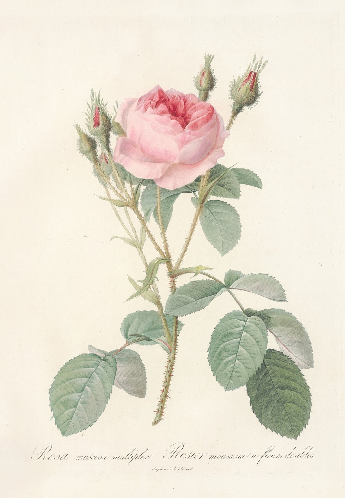 Pierre-Joseph Redouté — Les Roses: Rosa Muscosa Multiplex | Botanical Illustration Print