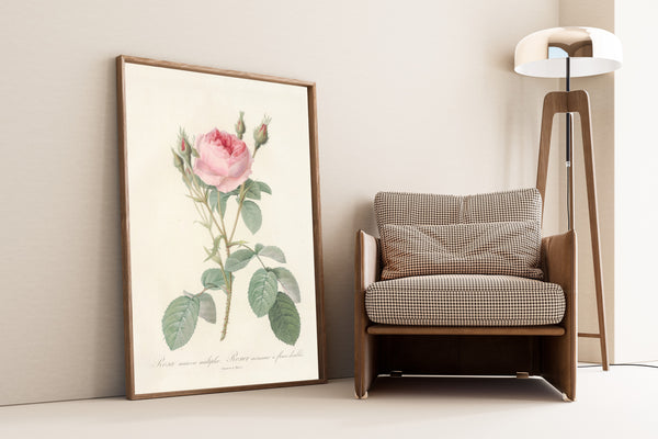 Pierre-Joseph Redouté — Les Roses: Rosa Muscosa Multiplex | Botanical Illustration Print