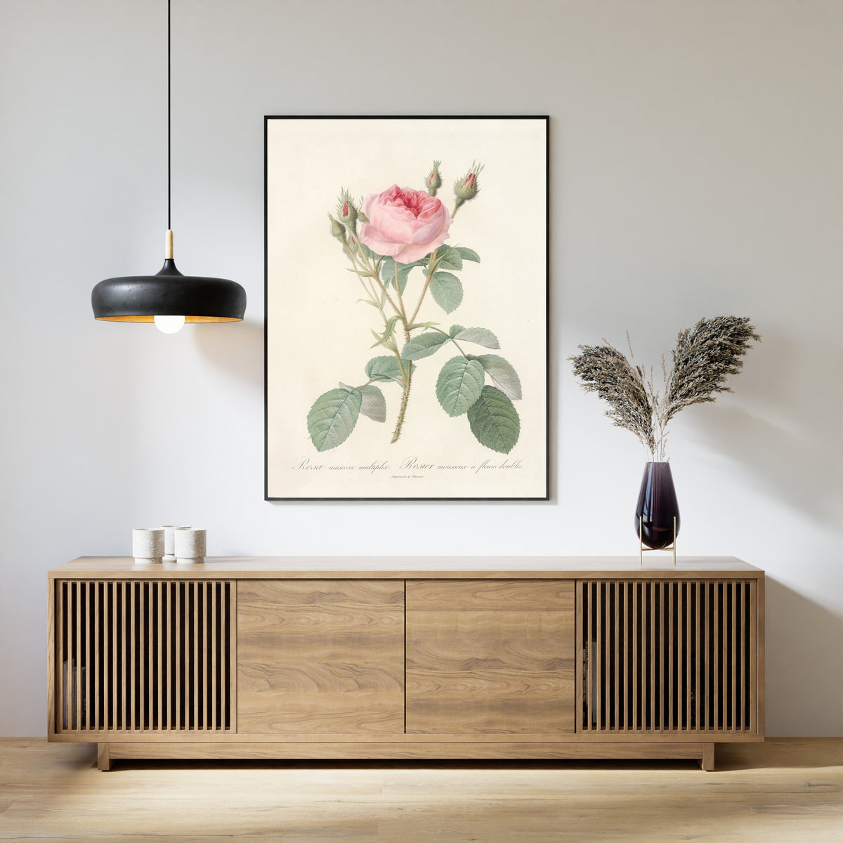 Pierre-Joseph Redouté — Les Roses: Rosa Muscosa Multiplex | Botanical Illustration Print