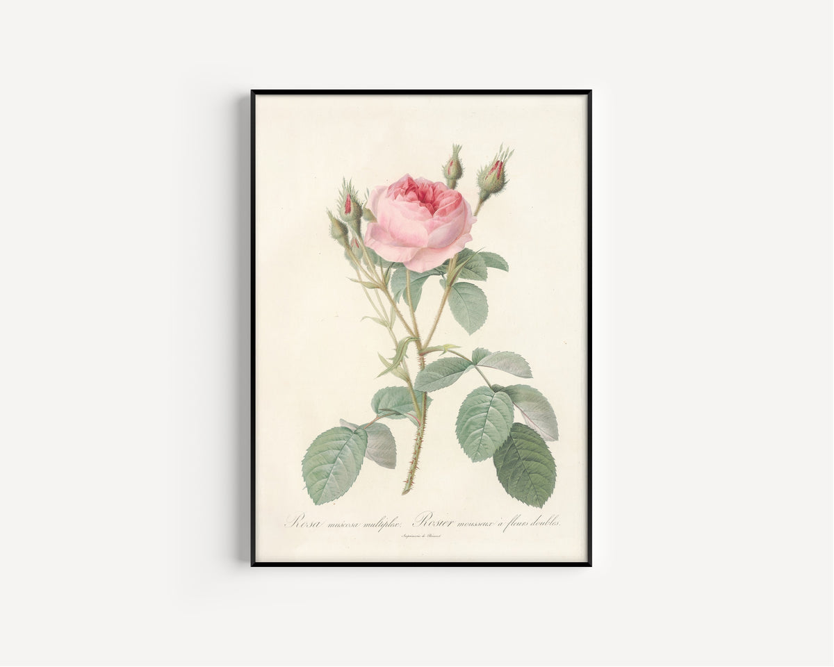 Pierre-Joseph Redouté — Les Roses: Rosa Muscosa Multiplex | Botanical Illustration Print